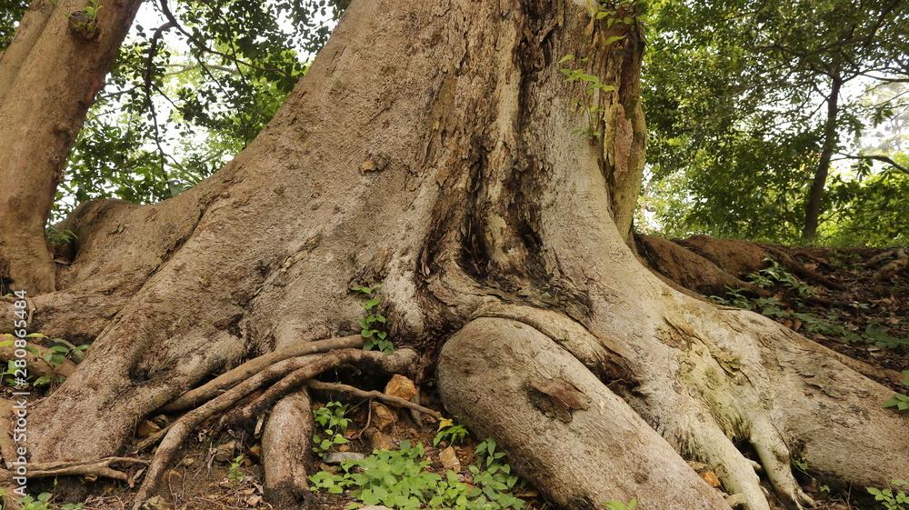 Obraz premium 彦根城