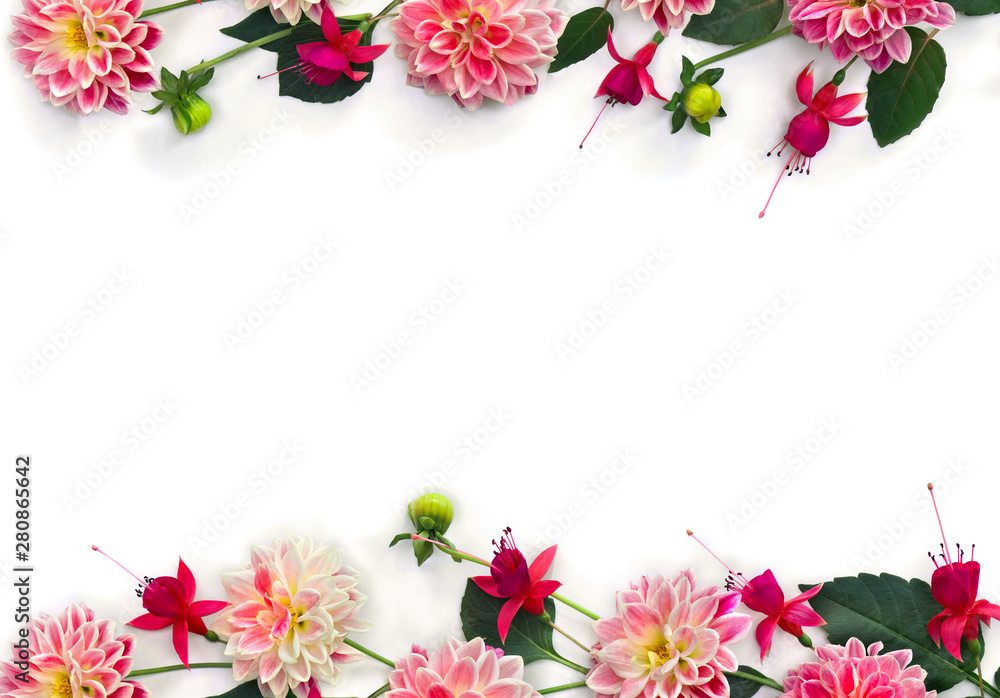 Frame of flowers dahlia and fuchsia triphylla on a white background with space for text. Top view, flat lay
