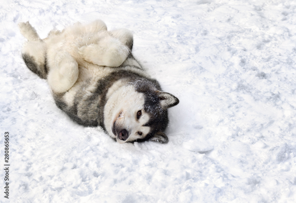 Obraz premium Dog (siberian husky) lying on the back on snow