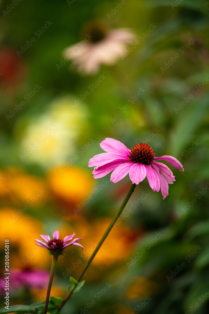 Obraz premium Summer flowers sunny day nature flora beauty 