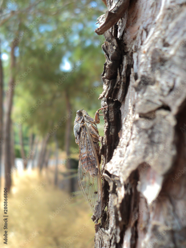 Cicada on a tree. Close-up view of hidden insect in the natural habitat outdoor. Cicada on a tree. Close-up view of hidden insect in the natural habitat outdoor.