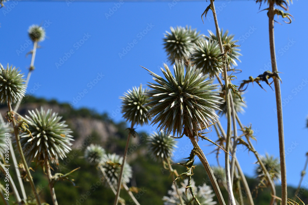 Obraz premium Thorny spherical plant on the Turkish coast.
