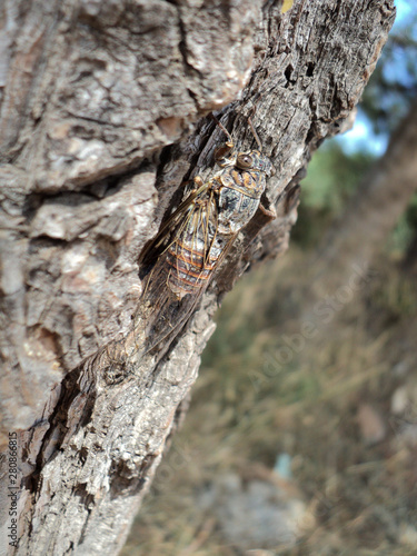 Cicada on a tree. Close-up view of hidden insect in the natural habitat outdoor.