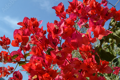 Beautiful pink bougainvillea flowers closeup. Vivid colors and green leaf background.