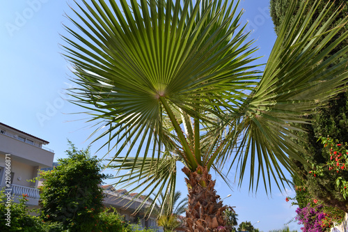 Palm leaves against the blue sky. Close-up