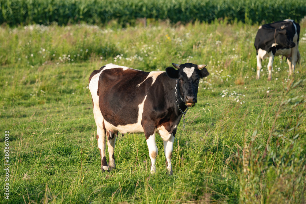 Cows graze on a juicy meadow on a summer day Cows graze on a juicy meadow on a summer day