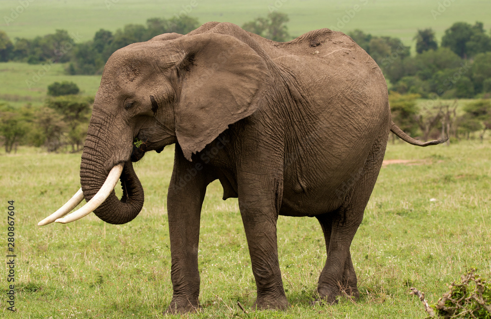 Fototapeta premium Eating Elephant