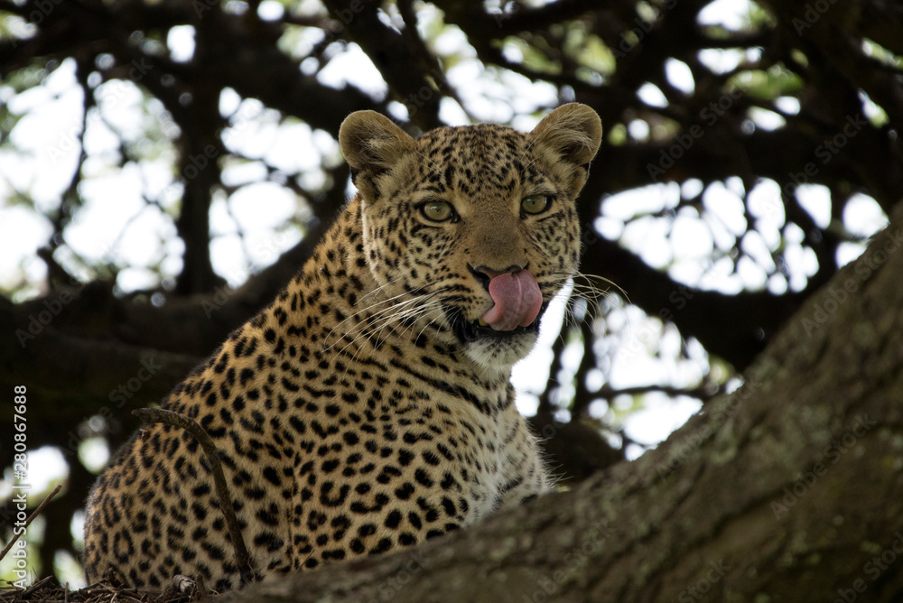 Fototapeta premium Leopard Licking Lips
