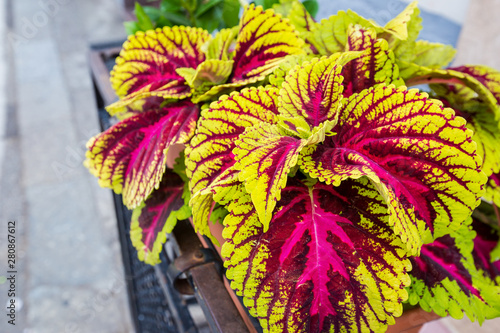 A colorful plant of pink and green coleus variegated foliage in a sunny day photo