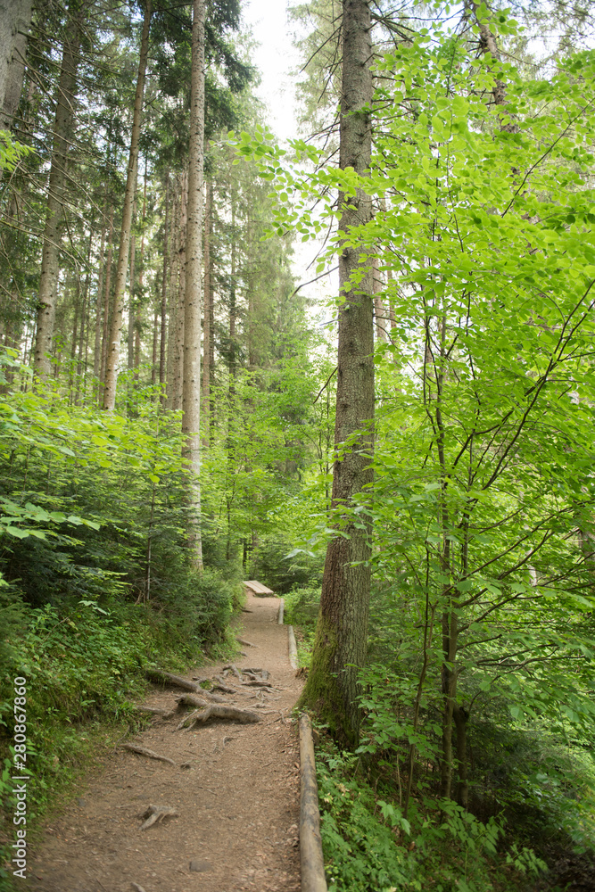 beautiful green sun lit forest beautiful green sun lit forest