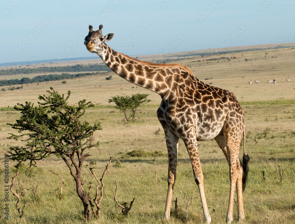 Fototapeta premium Giraffe Hellooo