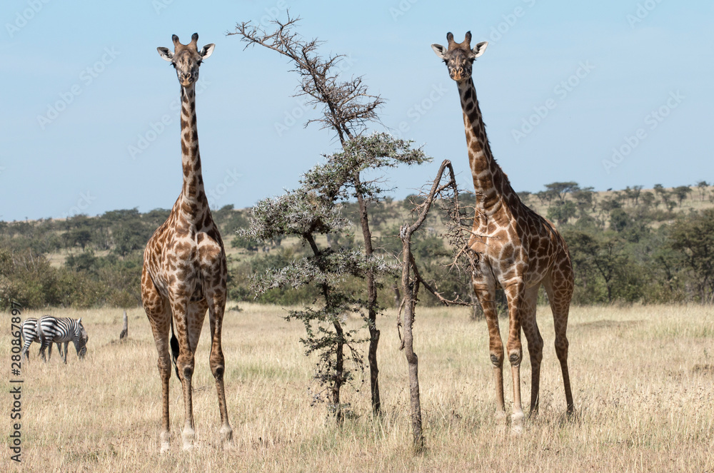 Obraz premium Giraffe Pair