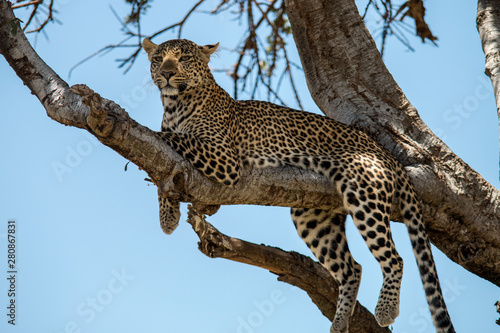 Leopard In a Tree