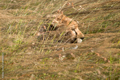 Fototapeta Naklejka Na Ścianę i Meble -  Hiding Cheetah
