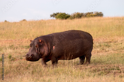 Hippo First Light © Calvin Booker