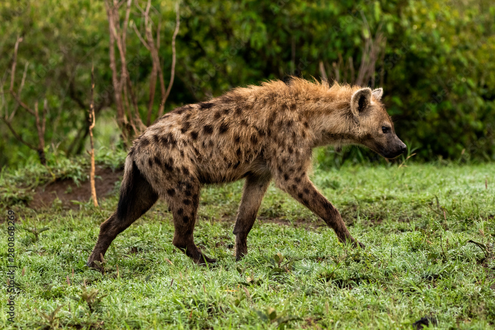 Hyena Morning Stroll
