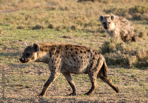 Hyena Morning Light © Calvin Booker