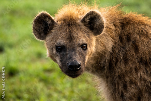 Hyena Portrait