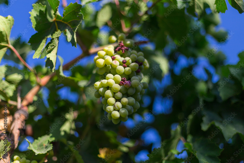 Grapes harvesting - white grape in a vineyard in sunny weather Grapes harvesting - white grape in a vineyard in sunny weather