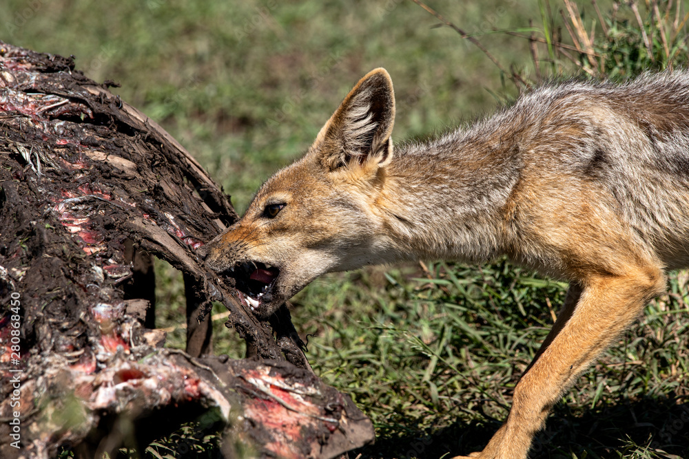 Fototapeta premium Jackal Hippo Kill