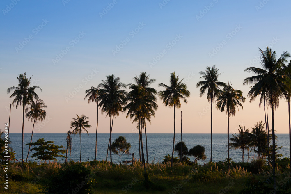 Coconut palm tree at twilight.