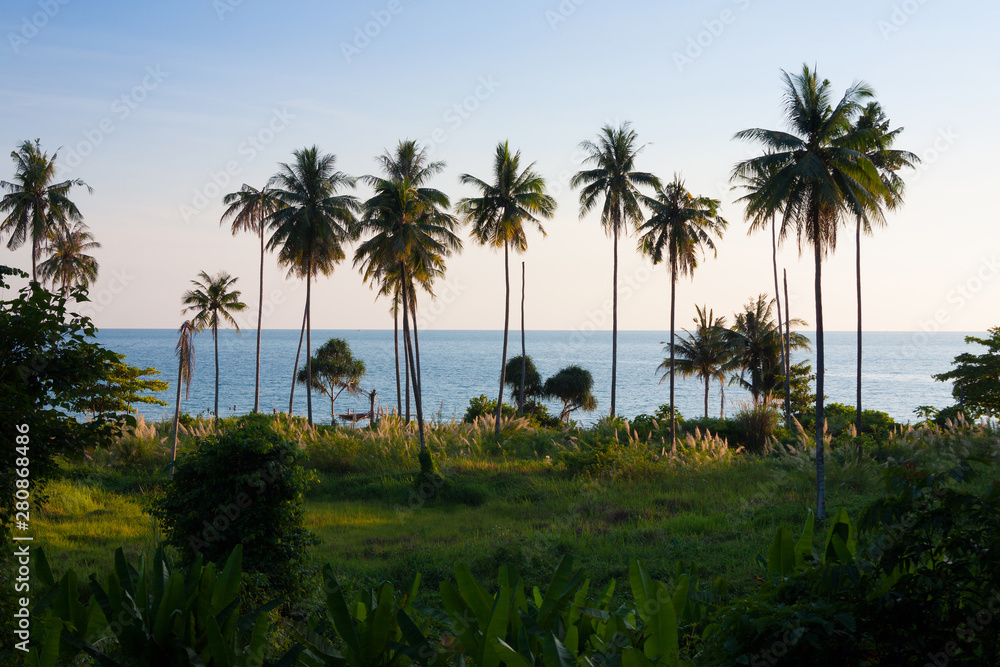 Coconut palm tree with blue sea.