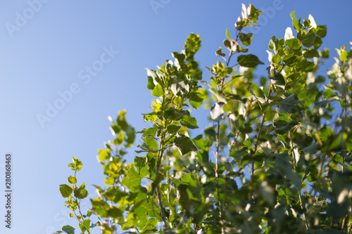 Green leaves against the sun. The sun shines through the green leaves of the poplar. Close-up