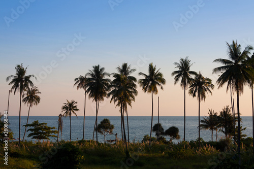 Coconut palm tree at twilight. © teerapon1979