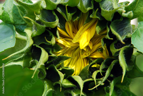 Single sunflower ready to open, close-up. Yellow petals are gathered together against green leaves background, selective focus.