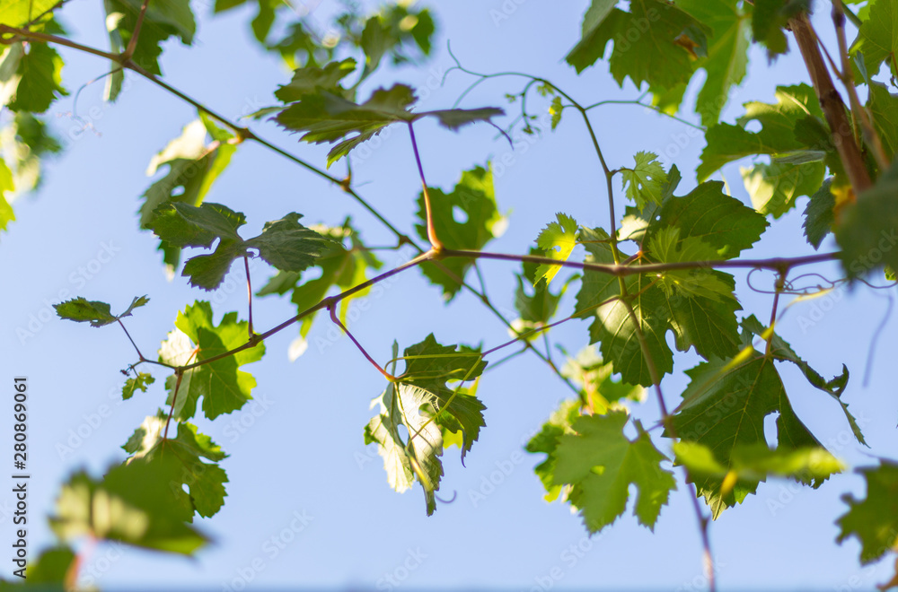 grape leaves - vineyard in sunny weather grape leaves - vineyard in sunny weather