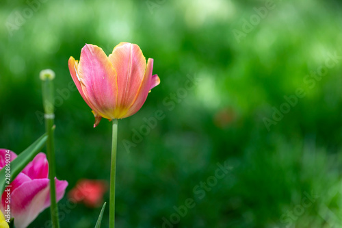 Flower  Tulip