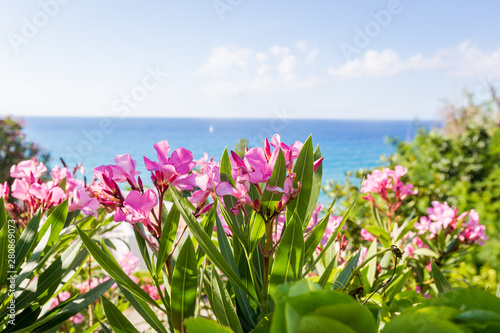 Pink flowers of oleander near the sea. Beautiful background