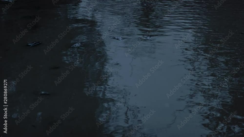 Water Reflecting Trees In The Evening Water Reflecting Trees In The Evening