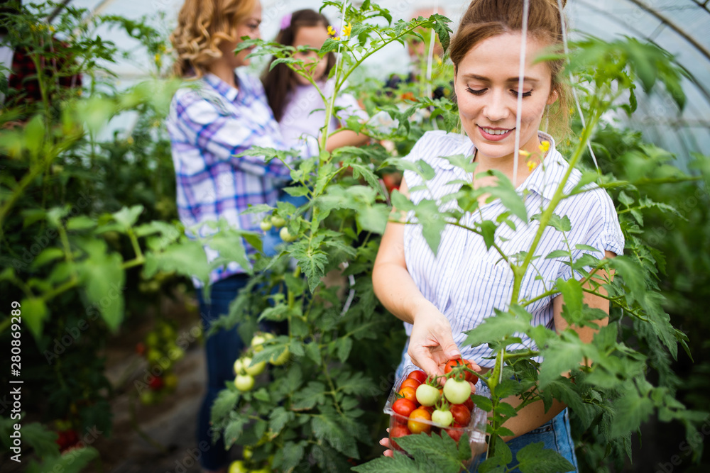 Farmer family picking organic vegetables in garden Farmer family picking organic vegetables in garden