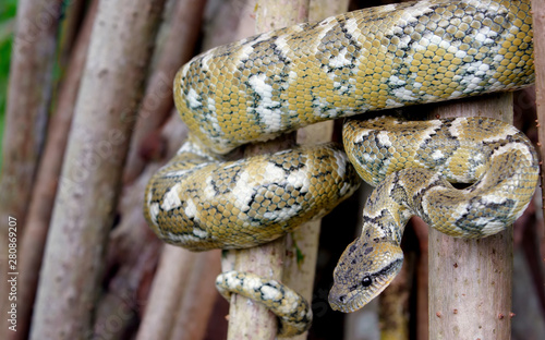 snake on rock