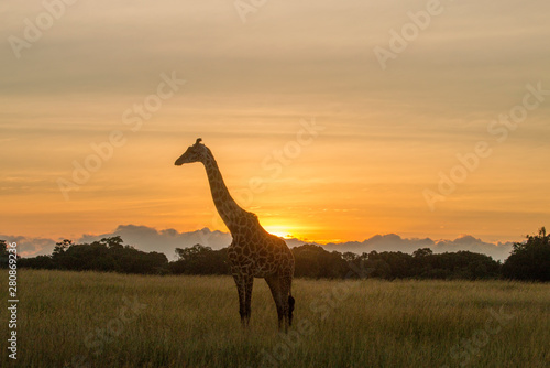 Lone Giraffe Sunrise