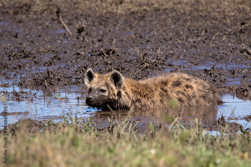 Hyena Mud Bath