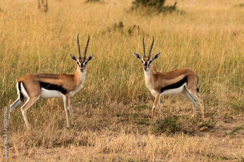 Thomson's Gazelle Pair