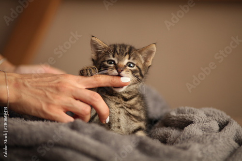 Cute little kitten on bed. Caring for pets, pet from the shelter for animals. © Andrii Zastrozhnov