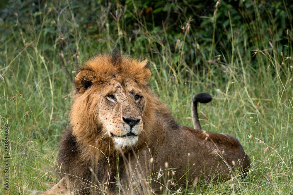 Fototapeta premium Resting Male Lion