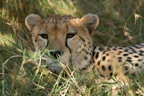 Resting Cheetah