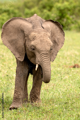 Baby Elephant Eating