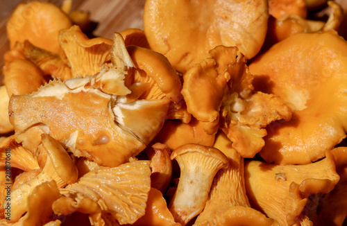 Macro photo of raw yellow chanterelle mushrooms