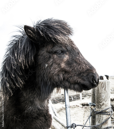 Islandic horse