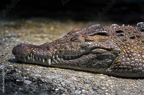 Philippine crocodile on the ground in its enclosure. Latin name - Crocodylus mindorensis