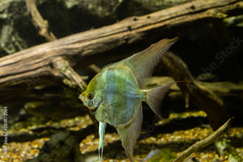 Aquarium fish Angel fish in the water