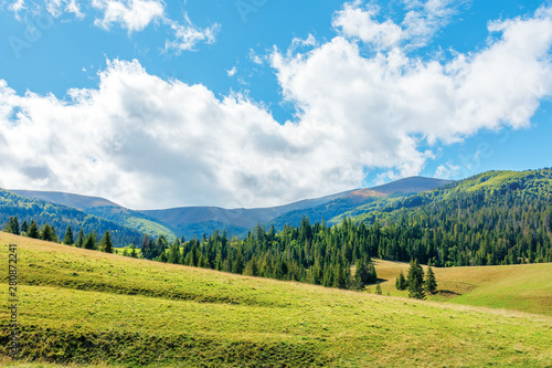 wonderful autumn afternoon in mountains. spruce trees on the rolling hills. sunny weather with puffy cloudscape on the blue sky. carpathian countryside landscape of borzhava ridge