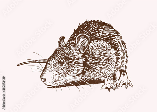 Graphical rat,vintage illustration,rodent