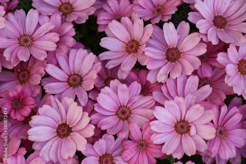 Lively and flowers 