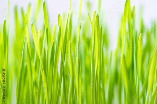 Close up blades of green grass